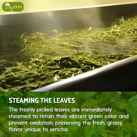 Premium Sencha Green Tea Bags, 100% Natural & Pure from Sencha Green Tea Leaves
