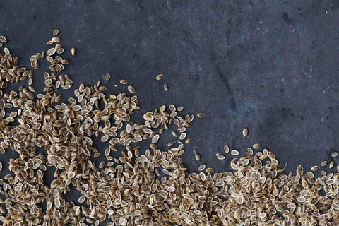 Dill Seed Strong Flavor Spice Seed