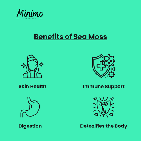 Sea Moss with Bladderwrack and Burdock Root Supplement 60 ct Minimo Nutrition