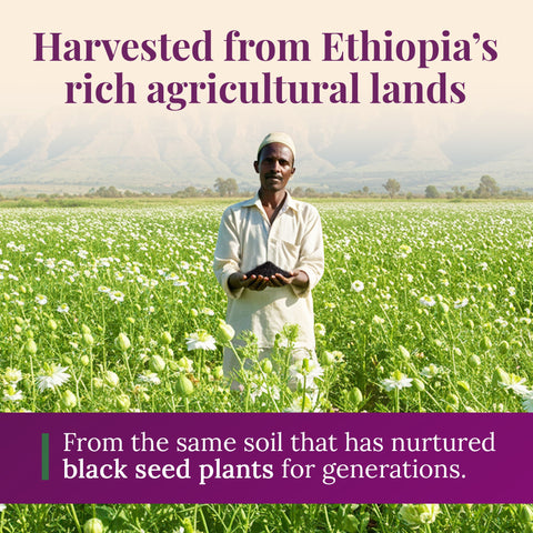 Ethiopian Black Seed Oil 16oz (GLASS)