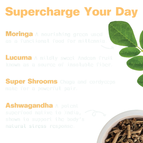 Energy Shake Chocolate Peanut Butter Plant Protein Shake