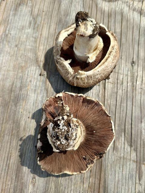 Portobello Mushrooms Pint 1 Pint x 5 LB Mushrooms NYC