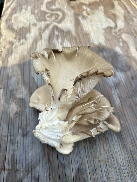 Oyster Mushrooms Creamy Pint Mushroom Packets Mushrooms NYC