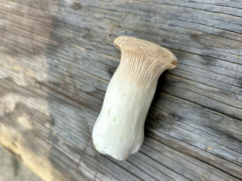 King Trumpet Mushrooms Pint 1 Pint x 5 LB Mushrooms NYC