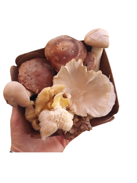 Gourmet Mixed Mushrooms Pint Creamy Mushrooms 1 Pint x 5 LB Mushrooms NYC