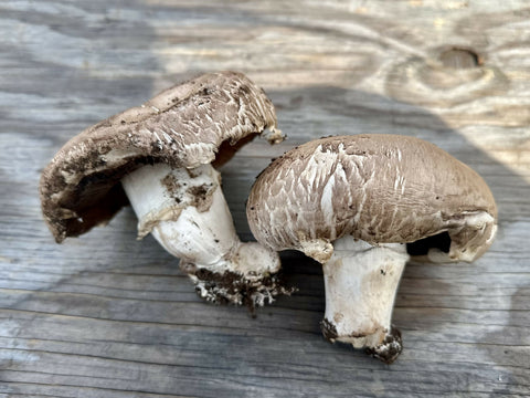 Portobello Mushrooms Pint 1 Pint x 5 LB Mushrooms NYC