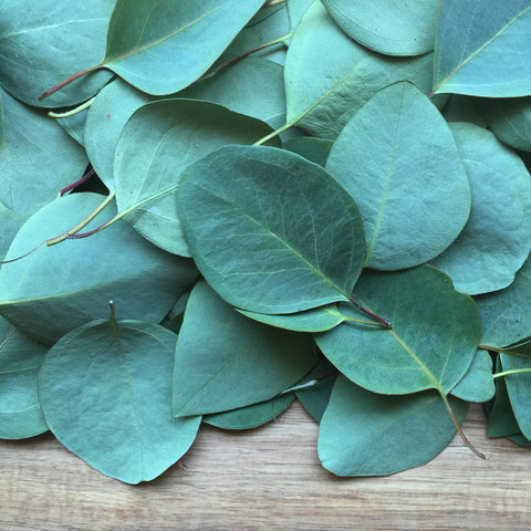 Eucalyptus Leaf, Cut, Sifted