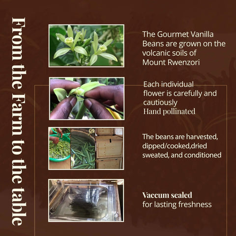 Gourmet Vanilla Beans Premium Grade A Vanilla Bean Pods for Baking & Extract