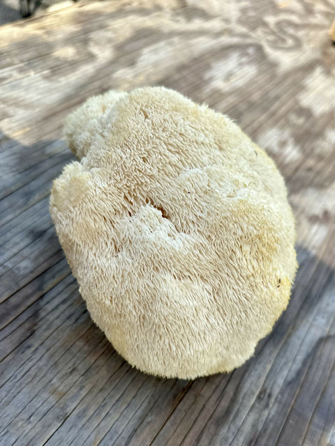 Lion’s Mane Mushrooms Pint Fresh 1 Pint 5 LB Mushrooms NYC