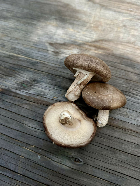 Shitake Mushrooms Pint Fresh Mushrooms Mushrooms NYC