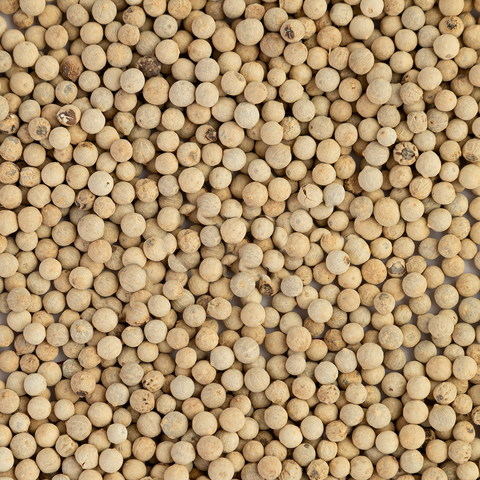 White Peppercorn Hot Tasting Spice Piper nigrum