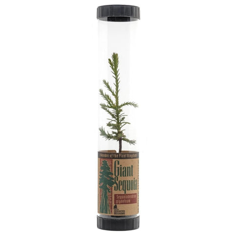 Giant Sequoia Hardy Live Tree The Jonsteen Co.