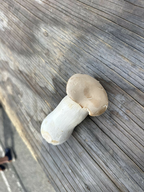 King Trumpet Mushrooms Pint 1 Pint x 5 LB Mushrooms NYC