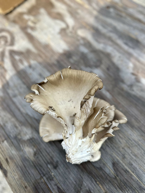 Oyster Mushrooms Cream 1 Pint x 5 LB Mushrooms NYC