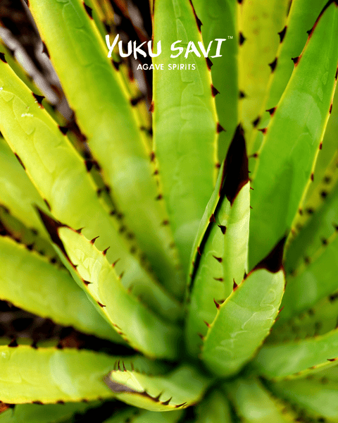 Maguey Candelillo 750ML Mezcal Spirit Yuku Savi