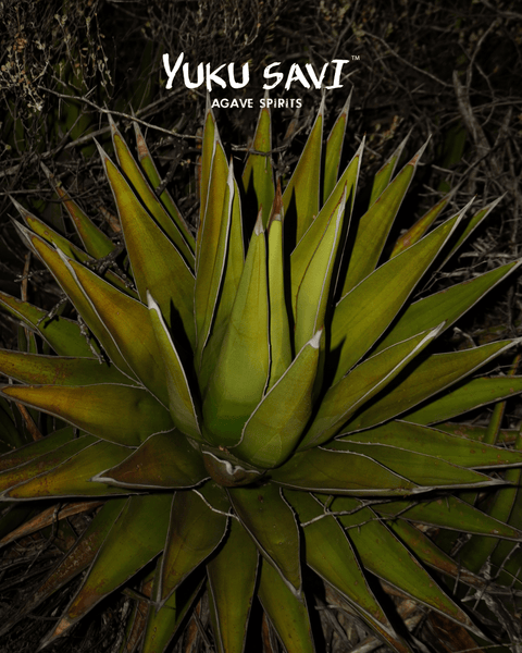 Yuku Savi Jabali Mezcal 750ML